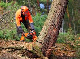 Mulching Services in South Browning, MT