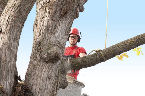 How Our Tree Care Process Works  in  South Browning, MT